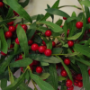 60cm (24 inches) Large Luxury Christmas Mistletoe Leaf and Red Berry Floristry Wreath - Image 4
