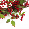 60cm (24 inches) Large Luxury Christmas Natural Look Red Berry Floristry Wreath - Image 3