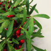 60cm (24 inches) Large Luxury Christmas Mistletoe Leaf and Red Berry Floristry Wreath - Image 2