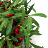60cm (24 inches) Large Luxury Christmas Mistletoe Leaf and Red Berry Floristry Wreath - Image 3