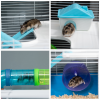 Five-Level Hamster Cage w/ Tubes, Water Bottle, Exercise Wheel, Ramps - Blue - Image 7
