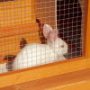 2-tier Rabbit Hutch Small Animal Wooden Bunnies House Outdoor Backyard 2 Sizes - Image 7