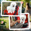 Pet Stroller No-Zip Foldable Travel Carriage with Brake Basket Adjustable Canopy - Image 8