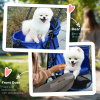 Pet Stroller Foldable Travel Carriage with Brake Basket Adjustable Canopy - Image 8