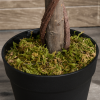 2 Artificial Topiary Bay Laurel Ball Trees Nursery Pot for Indoor Outdoor Decor - Image 8