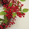 60cm (24 inches) Large Luxury Christmas Natural Look Red Berry Floristry Wreath - Image 5
