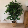 90cm Artificial Ficus Tree / Plant - Gold Metal Planter - Image 2
